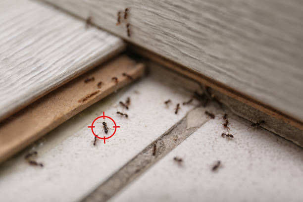 Best Wasp Removal Services  in Fruitland, MD