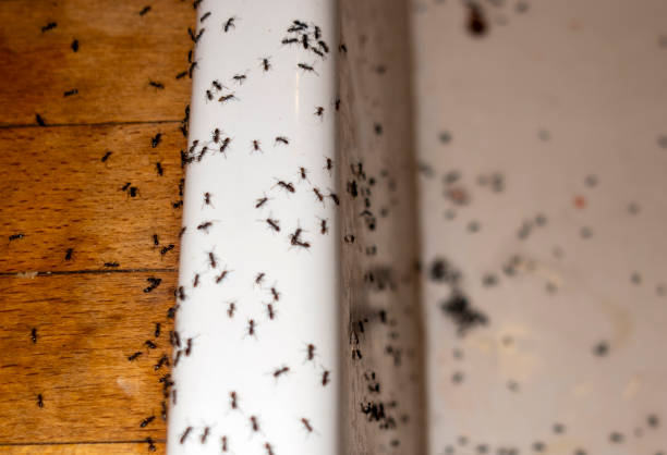 Best Pest Removal Services  in Fruitland, MD
